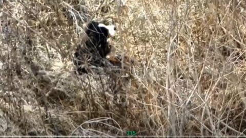 Use Drones to track down lost dogs